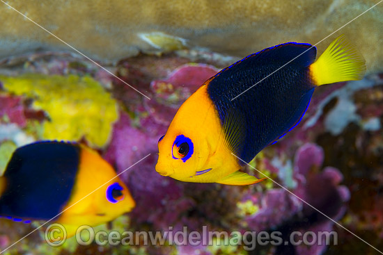 Cocos Angelfish (Centropyge joculator). Found only at Cocos-Keeling Islands and Christmas Island, Western Indian Ocean, Australia. Photo - Gary Bell Cocos Angelfish (Centropyge joculator). Found only at Cocos-Keeling Islands and Christmas Island, Western Indian Ocean, Australia. Photo - Gary Bell
