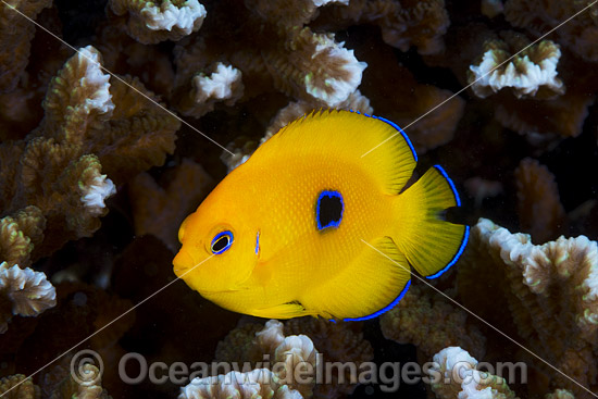 Juvenile Lemonpeel Angelfish (Centropyge flavissima). Found mainly at island of west and central Pacific to Marquesas and Rapa, north to Ryukyu Islands. Also Christmas Island, Australia. Photo - Gary Bell