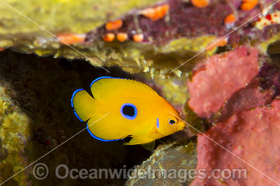 Juvenile Lemonpeel Angelfish Christmas Island photo