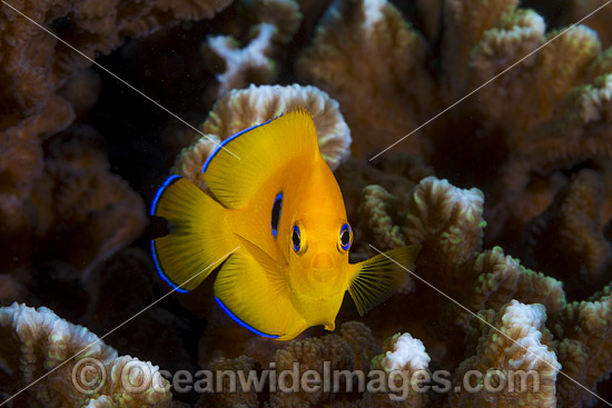 Juvenile Lemonpeel Angelfish photo