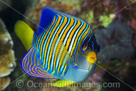 Regal Angelfish (Pygoplites diacanthus). Found throughout the Indo-West Pacific, including the Great Barrier Reef, Qld, Australia. Photo was taken at Christmas Island, Australia. Photo - Gary Bell