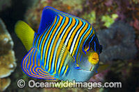 Regal Angelfish Pygoplites diacanthus Photo - Gary Bell