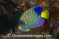 Regal Angelfish Christmas Island Photo - Gary Bell