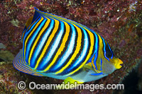 Regal Angelfish Pygoplites diacanthus Photo - Gary Bell