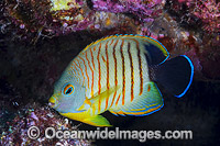 Eibl's Angelfish Centropyge eilbli Photo - Gary Bell