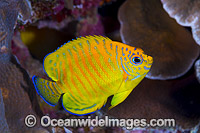 Hybrid Angelfish Christmas Island Photo - Gary Bell