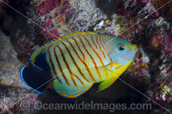 Eibl's Angelfish Centropyge eilbli photo