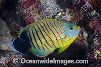 Eibl's Angelfish Centropyge eilbli Photo - Gary Bell