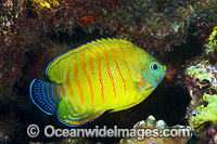 Hybrid Angelfish Christmas Island Photo - Gary Bell