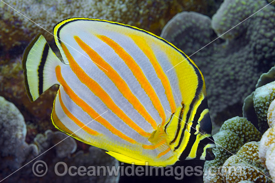 Ornate Butterflyfish Christmas Island photo