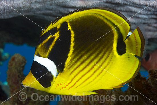 Racoon Butterflyfish Chaetodon lunula photo