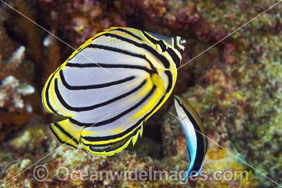 Meyer's Butterflyfish Christmas Island photo