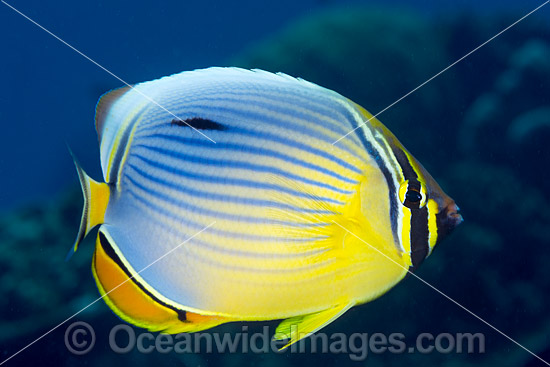 Redfin Butterflyfish (Chaetodon trifasciatus). Found from East Africa to Bali, Indonesia and Christmas Island (Australia). Photo was taken at Christmas Island, Australia. Photo - Gary Bell Redfin Butterflyfish (Chaetodon trifasciatus). Found from East Africa to Bali, Indonesia and Christmas Island (Australia). Photo was taken at Christmas Island, Australia. Photo - Gary Bell