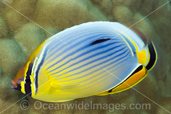 Redfin Butterflyfish Christmas Island photo