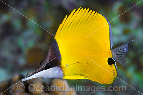 Long-nose Butterflyfish Christmas Island photo