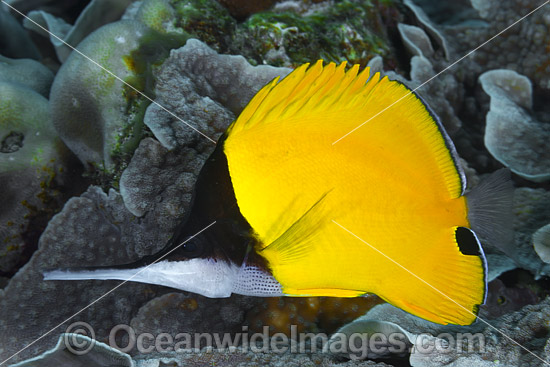 Very-long-nose Butterflyfish photo