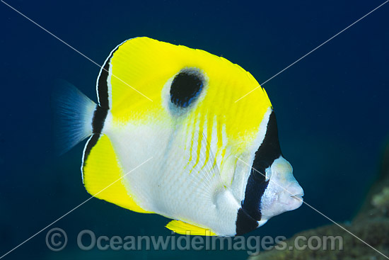 Teardrop Butterflyfish Christmas Island photo