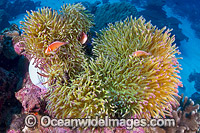 Pink Anemonefish Christmas Island Photo - Gary Bell