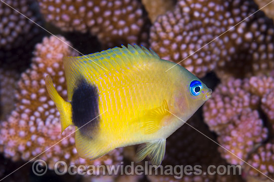 Johnston Damselfish Christmas Island photo Johnston Damselfish Christmas Island photo