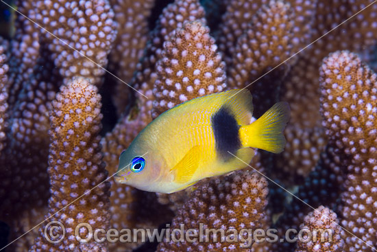 Damselfish Christmas Island photo Damselfish Christmas Island photo