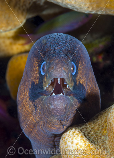 Masked Moray (Gymnothorax breedeni). Found in East Africa and Seychelles to Line and Marquesas Islands. Photo taken at Christmas Island, Australia. Photo - Gary Bell Masked Moray (Gymnothorax breedeni). Found in East Africa and Seychelles to Line and Marquesas Islands. Photo taken at Christmas Island, Australia. Photo - Gary Bell