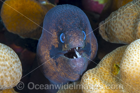 Masked Moray Christmas Island photo