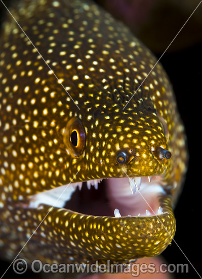 White-mouth Moray Christmas Island photo