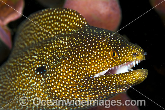 White-mouth Moray Christmas Island photo