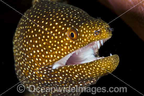 White-mouth Moray (Gymnothorax meleagris). Found throughout the Indo-West Pacific, including the Great Barrier Reef, Australia. Photo taken at Christmas Island, Australia. Photo - Gary Bell