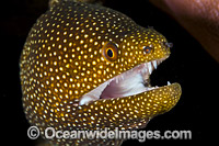 White-mouth Moray Christmas Island Photo - Gary Bell