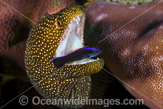 White-mouth Moray (Gymnothorax meleagris), being cleaned by a juvenile Cleaner Wrasse (Labroides sp.). Found in Indo-West Pacific, including the Great Barrier Reef, Australia. Photo taken at Christmas Island, Australia. Photo - Gary Bell