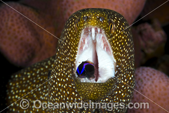 Moray cleaned by Wrasse Christmas Island photo Moray cleaned by Wrasse Christmas Island photo