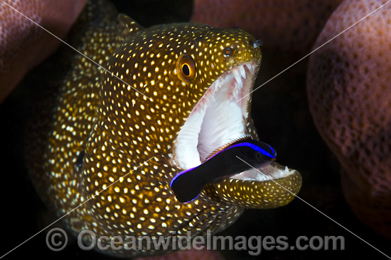 Moray cleaned by Wrasse Christmas Island photo Moray cleaned by Wrasse Christmas Island photo