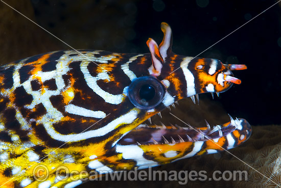 Dragon Moray Christmas Island photo