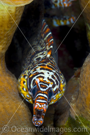 Dragon Moray (Enchelycore pardalis). Found in Indo-Pacific from Reunion to Hawaiian, Line and Society Islands, to southern Japan, southern Korea, and New Caledonia. Photo taken at Christmas Island, Australia. Photo - Gary Bell