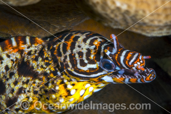 Dragon Moray Christmas Island photo