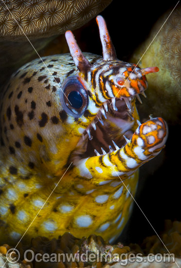 Dragon Moray (Enchelycore pardalis). Found in Indo-Pacific from Reunion to Hawaiian, Line and Society Islands, to southern Japan, southern Korea, and New Caledonia. Photo taken at Christmas Island, Australia. Photo - Gary Bell