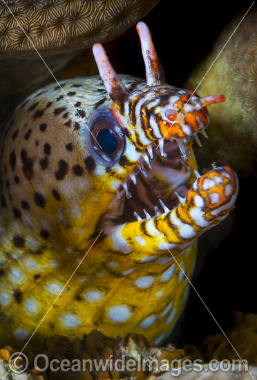 Dragon Moray Christmas Island photo