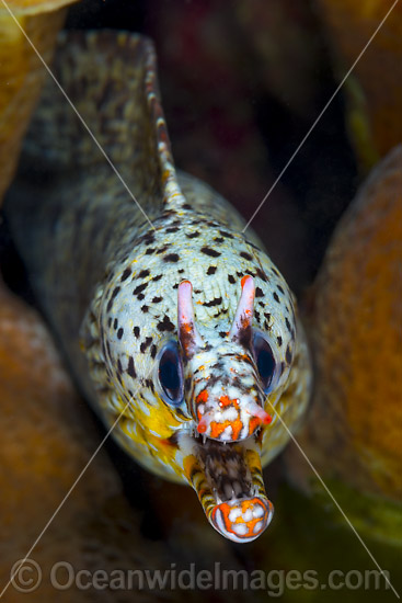 Dragon Moray Enchelycore pardalis photo