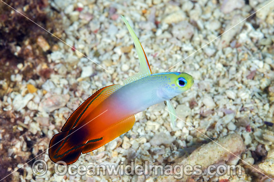 Red Fire Goby (Nemateleotris magnifica). Also known as Fire Dartfish. Usually found at 25m depths or greater throughout the Indo-West Pacific, including the Great Barrier Reef, Qld, Australia. Photo taken Christmas Island. Photo - Gary Bell Red Fire Goby (Nemateleotris magnifica). Also known as Fire Dartfish. Usually found at 25m depths or greater throughout the Indo-West Pacific, including the Great Barrier Reef, Qld, Australia. Photo taken Christmas Island. Photo - Gary Bell