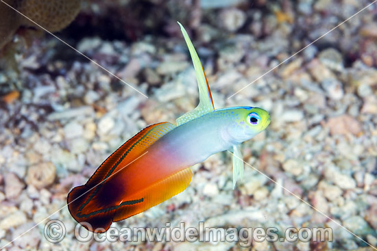 Red Fire Goby (Nemateleotris magnifica). Also known as Fire Dartfish. Usually found at 25m depths or greater throughout the Indo-West Pacific, including the Great Barrier Reef, Qld, Australia. Photo taken Christmas Island. Photo - Gary Bell Red Fire Goby (Nemateleotris magnifica). Also known as Fire Dartfish. Usually found at 25m depths or greater throughout the Indo-West Pacific, including the Great Barrier Reef, Qld, Australia. Photo taken Christmas Island. Photo - Gary Bell