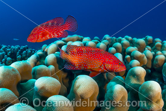 Coral Grouper Christmas Island photo Coral Grouper Christmas Island photo