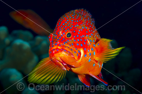 Coral Grouper Cephalopholis miniata photo Coral Grouper Cephalopholis miniata photo
