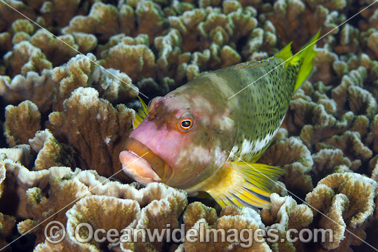 Ornate Hawkfish Christmas Island photo