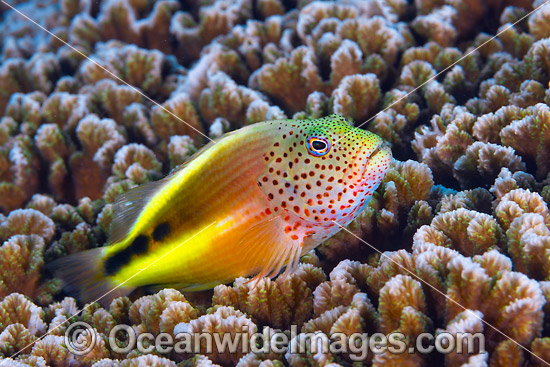 Freckled Hawkfish Paracirrhites forsteri photo