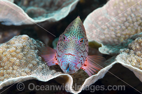 Freckled Hawkfish Christmas Island photo