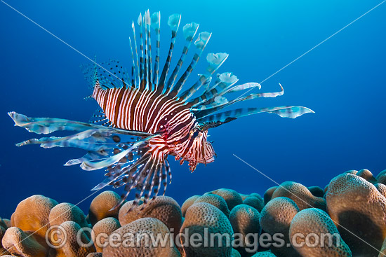 Lionfish Christmas Island photo Lionfish Christmas Island photo