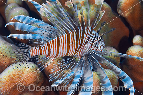 Lionfish Christmas Island photo Lionfish Christmas Island photo