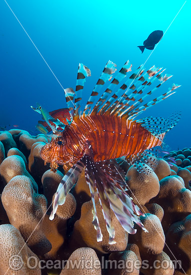 Lionfish Christmas Island photo Lionfish Christmas Island photo