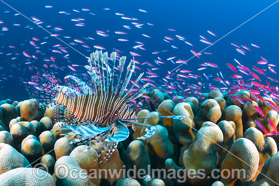Lionfish and coral reef Christmas Island photo Lionfish and coral reef Christmas Island photo